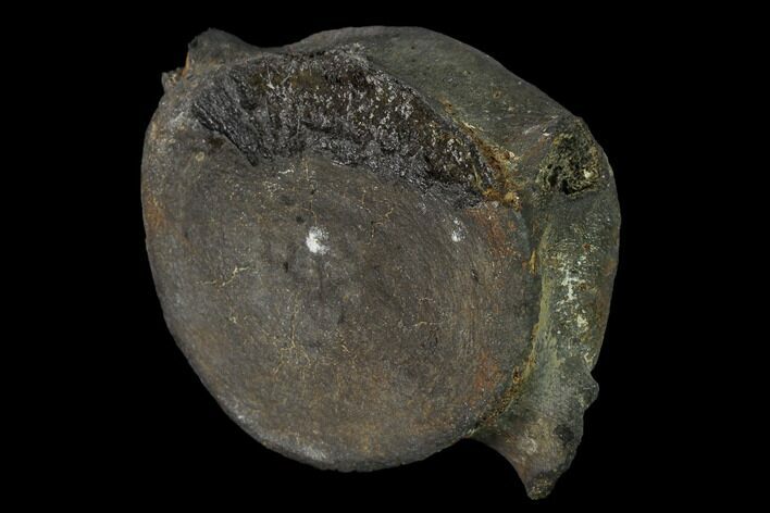 Fossil Whale Cervical Vertebra - South Carolina #160965